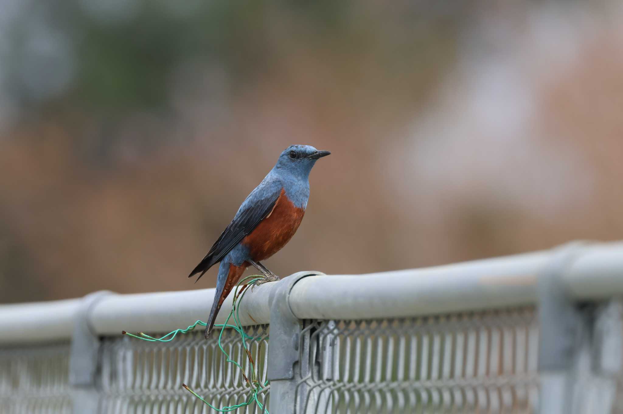 Blue Rock Thrush