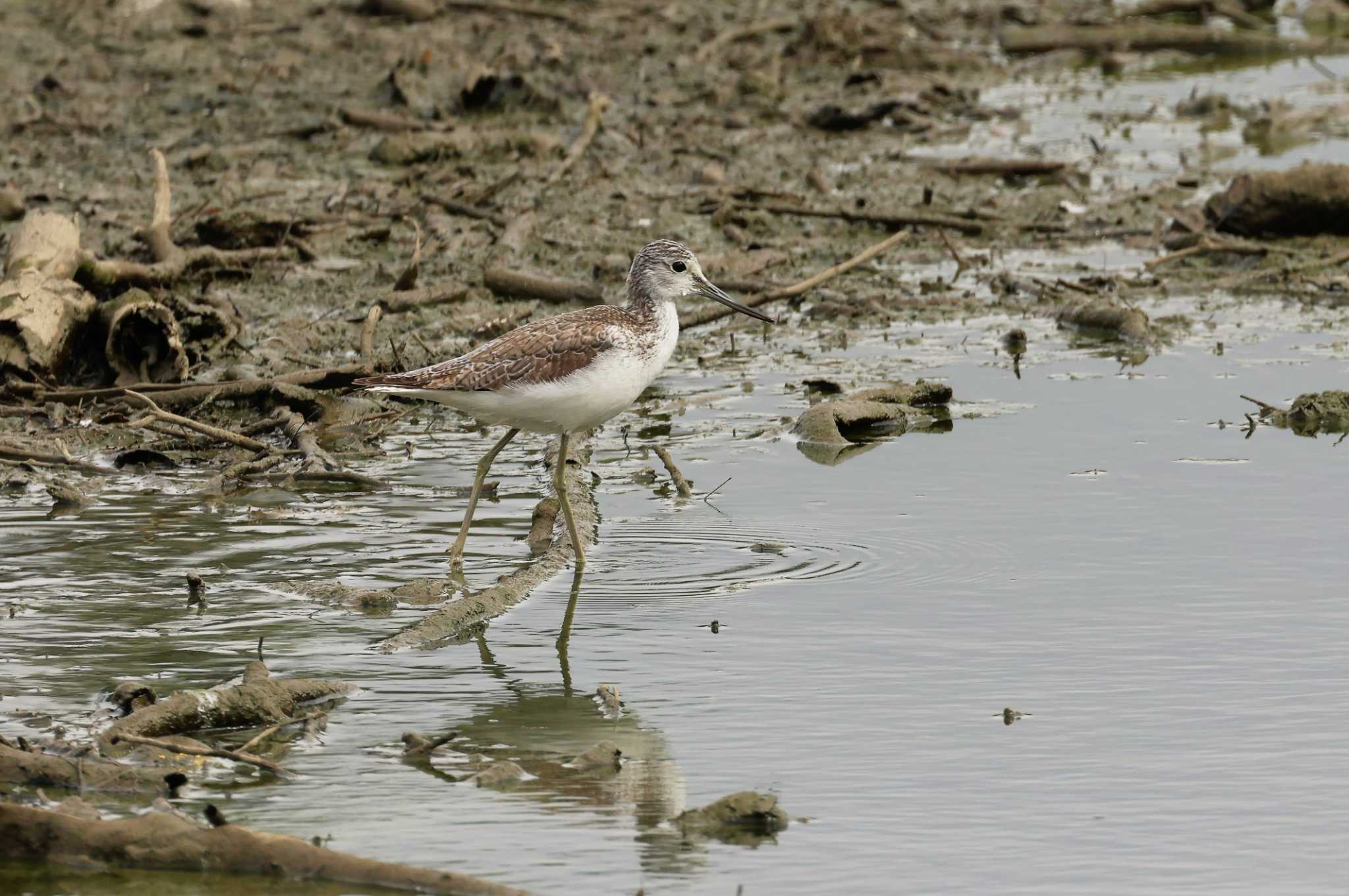 Common Greenshank