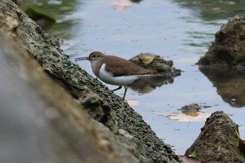 Common Sandpiper 宮古島市 Sat, 2/4/2023