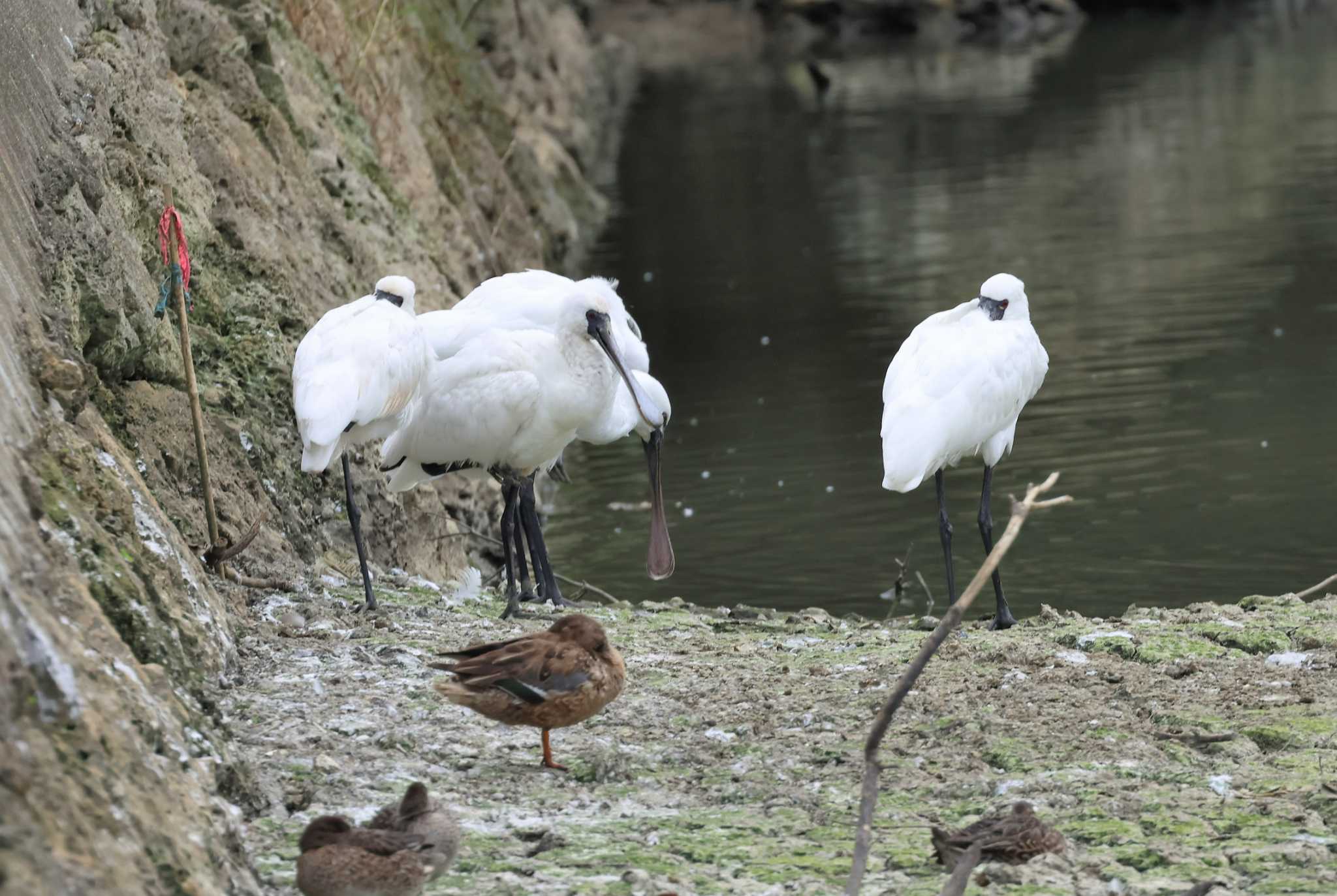 Black-faced Spoonbill