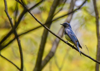 Blue-and-white Flycatcher Osaka castle park Sat, 4/14/2018