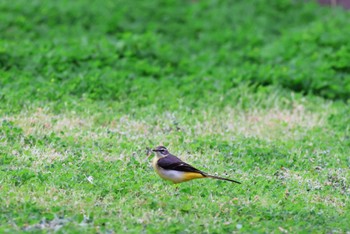 Grey Wagtail 宮古島市 Sat, 2/4/2023