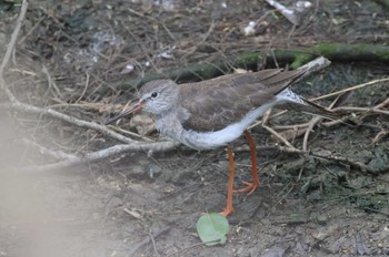 Common Redshank 宮古島市 Sat, 2/4/2023