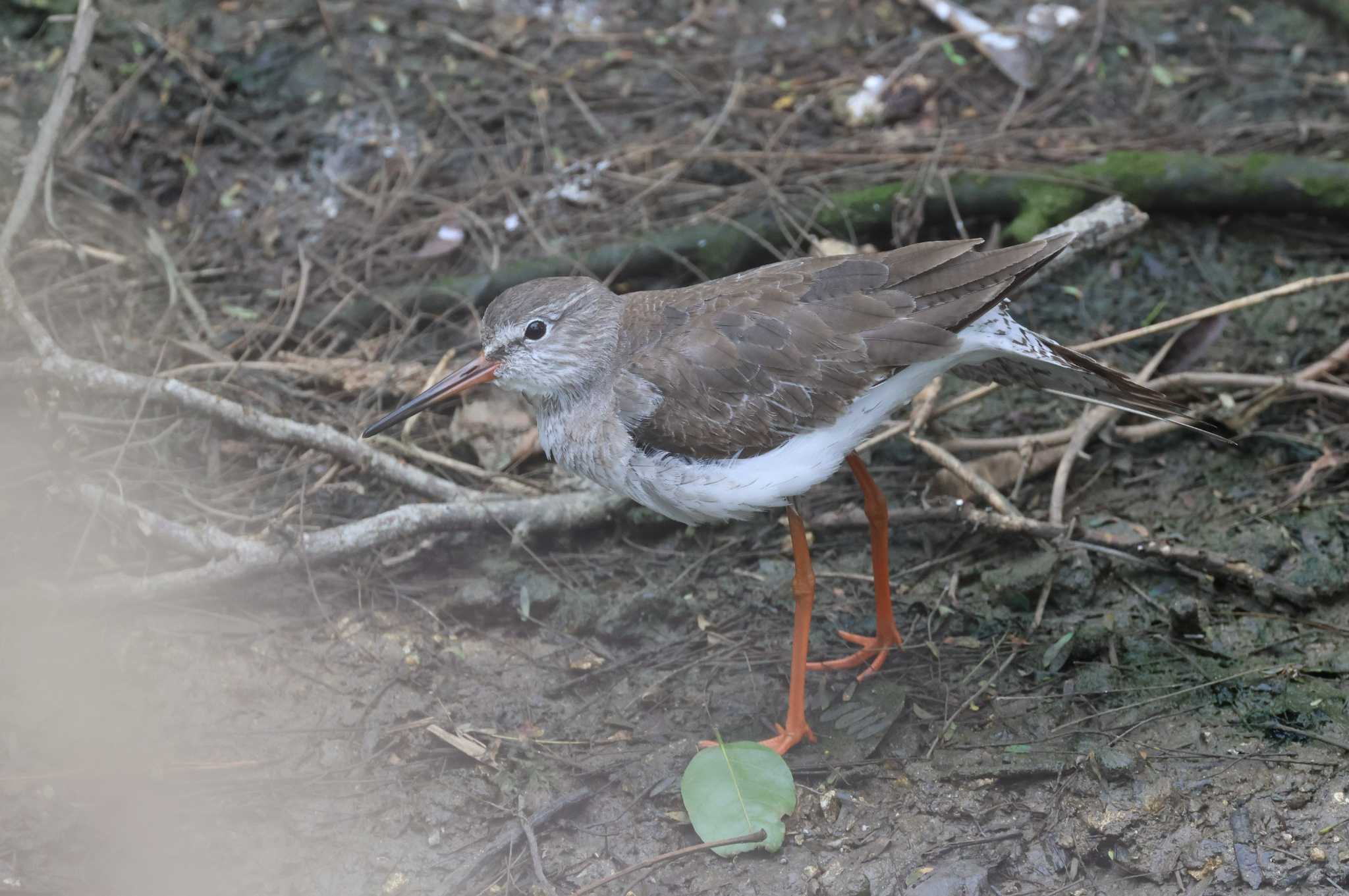 Common Redshank