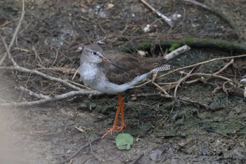 Common Redshank 宮古島市 Sat, 2/4/2023