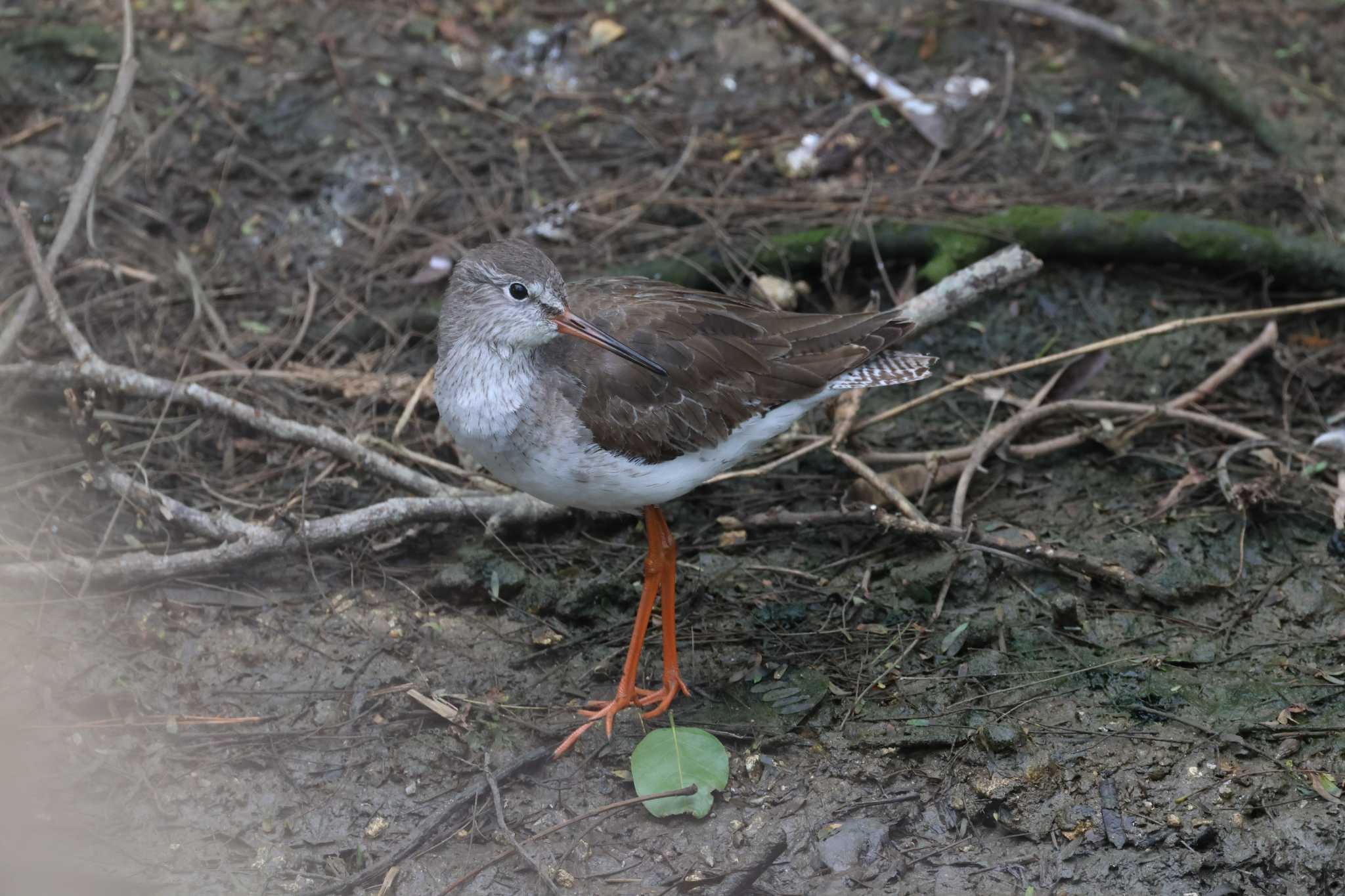 Common Redshank