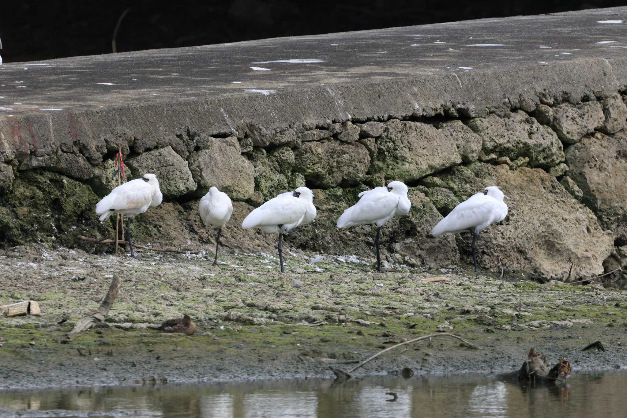 Black-faced Spoonbill