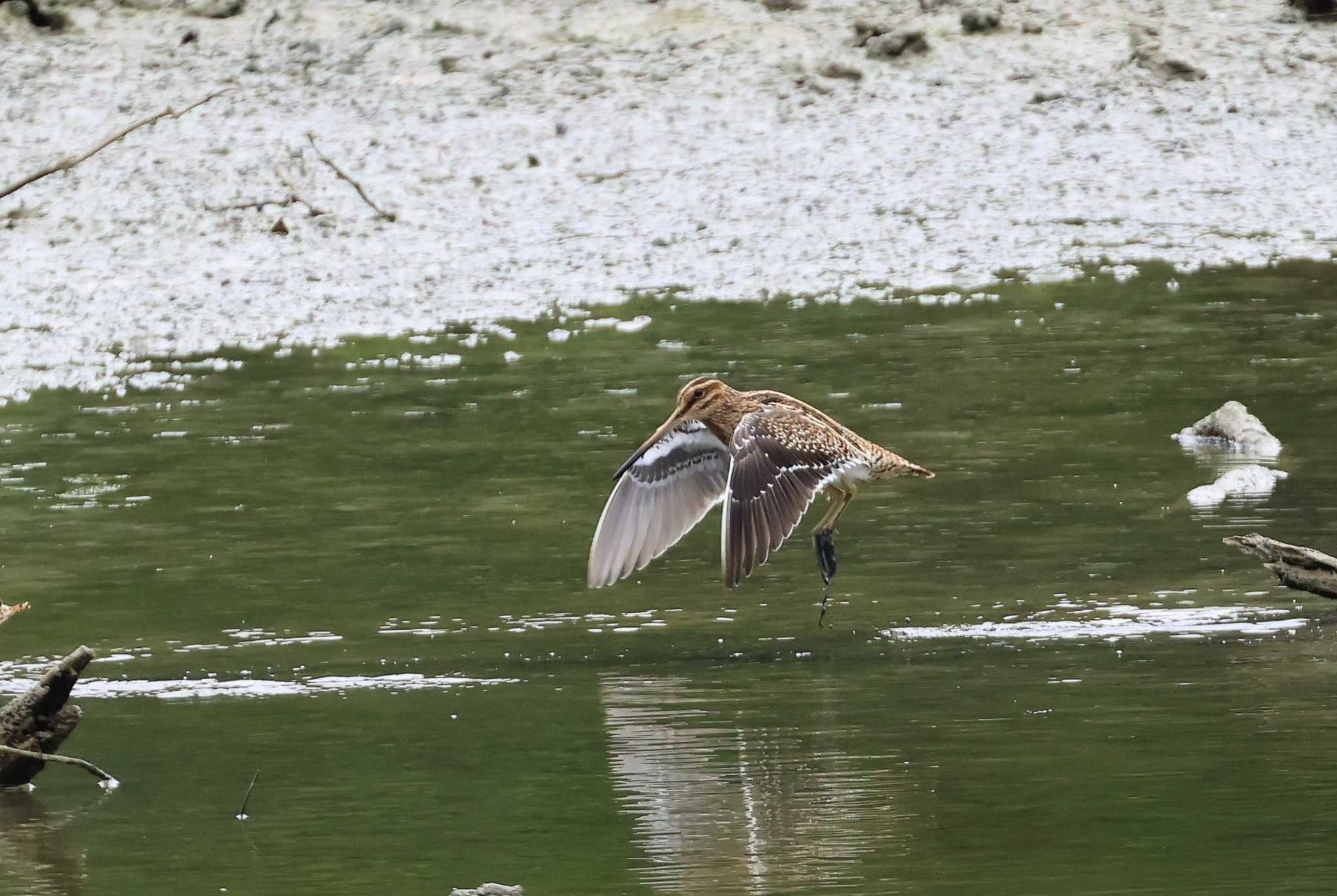 Common Snipe