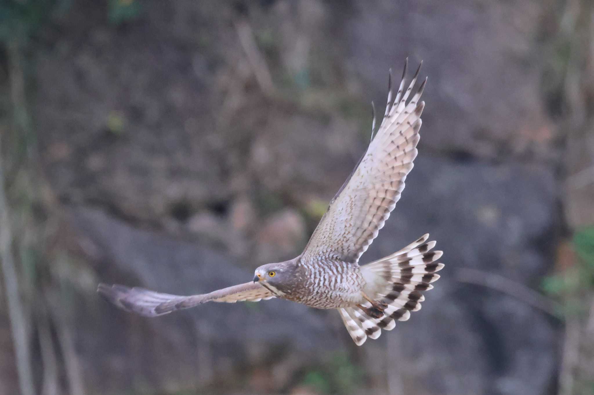 Eurasian Sparrowhawk