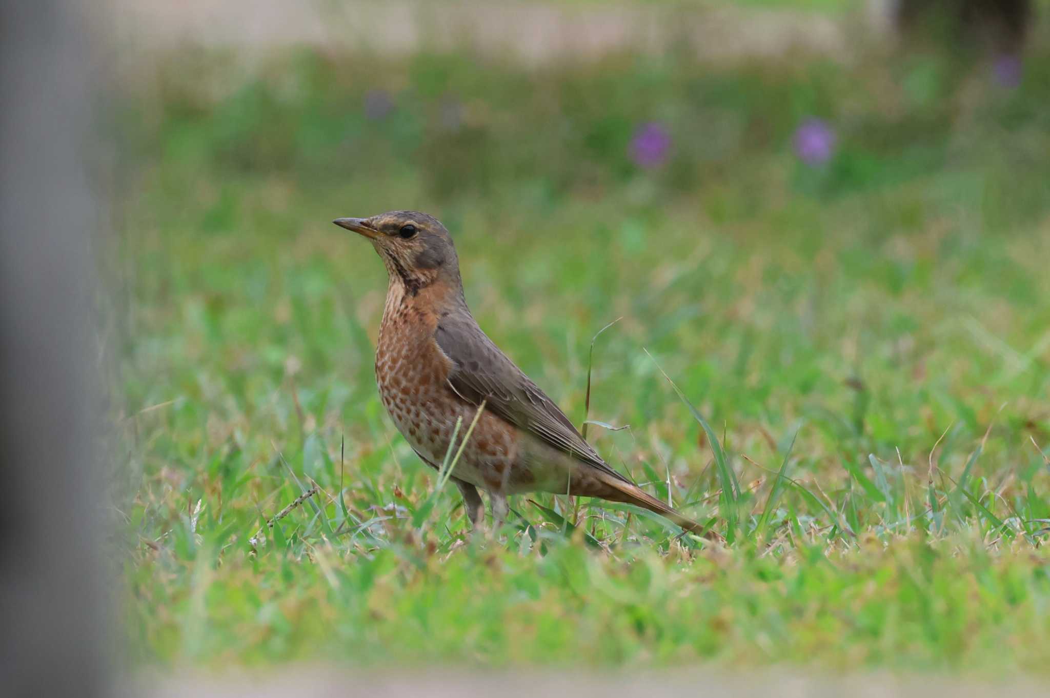 Naumann's Thrush