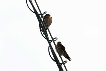 Pacific Swallow 宮古島市 Sat, 2/4/2023