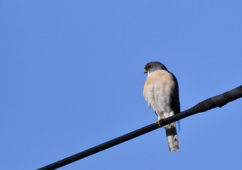 Japanese Sparrowhawk 東京都江東区 Sun, 4/8/2018