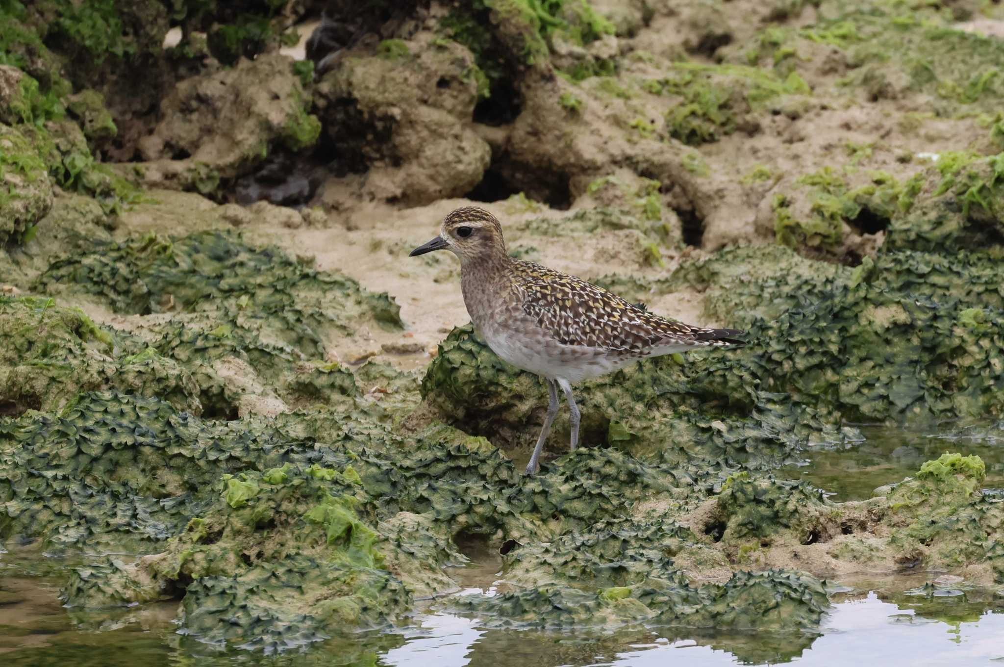 Pacific Golden Plover