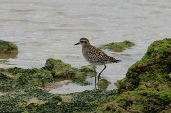 Pacific Golden Plover 宮古島市 Sat, 2/4/2023