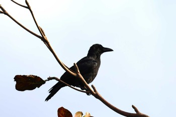 Large-billed crow(connectens) 宮古島市 Sat, 2/4/2023