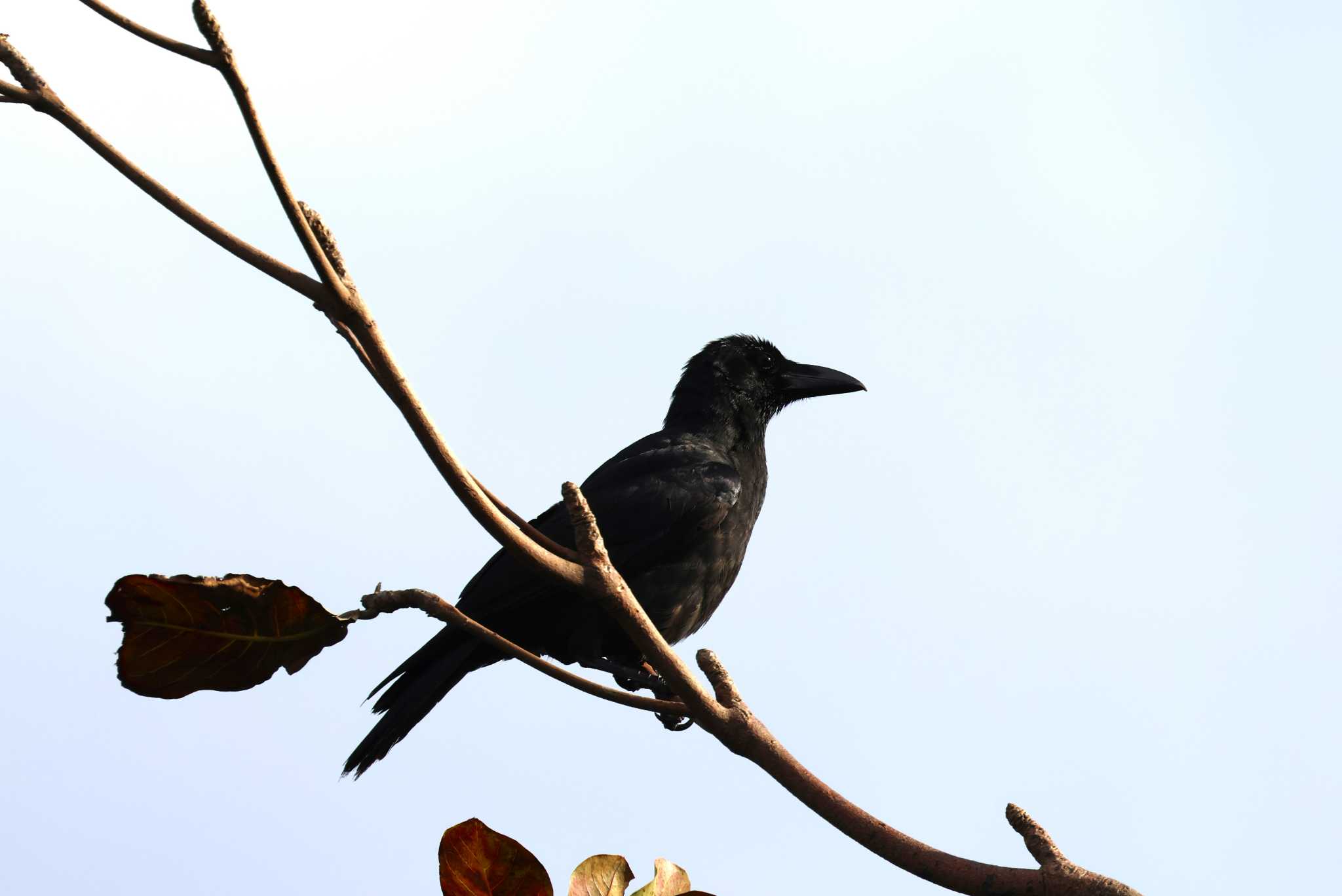 Large-billed crow(connectens)