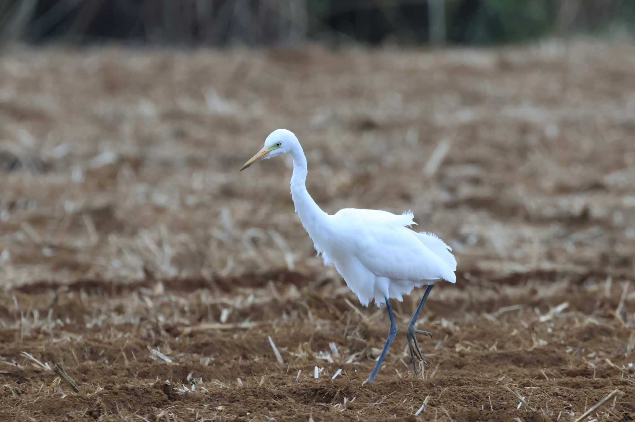 Medium Egret