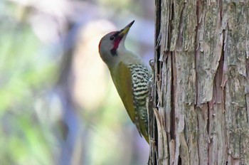 Japanese Green Woodpecker 油山市民の森 Sun, 2/5/2023