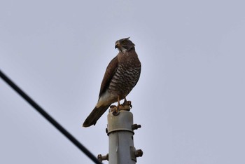 Grey-faced Buzzard 宮古島市 Sat, 2/4/2023