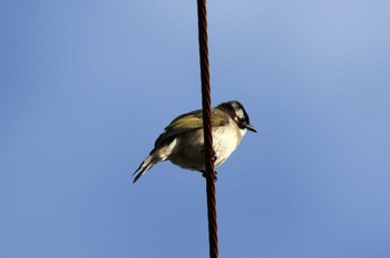 2023年2月4日(土) 宮古島市の野鳥観察記録