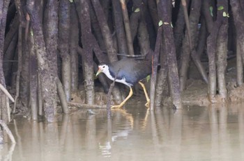 White-breasted Waterhen 宮古島市 Sat, 2/4/2023