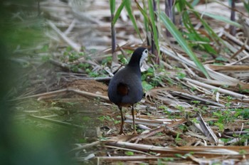 White-breasted Waterhen 宮古島市 Sat, 2/4/2023