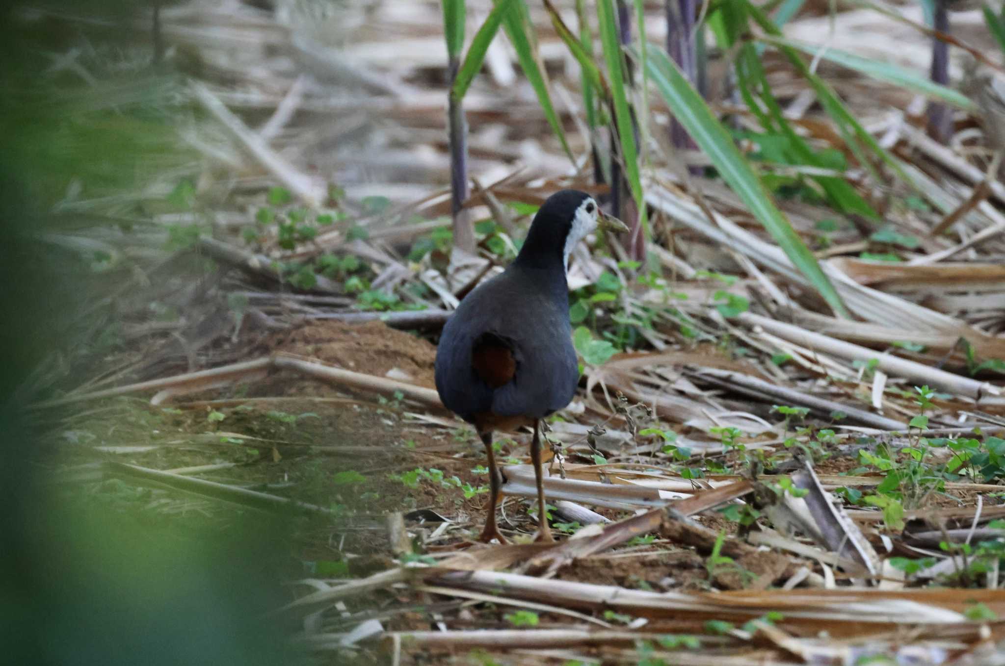 White-breasted Waterhen