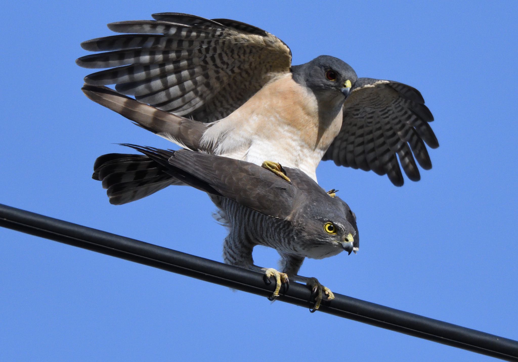 Photo of Japanese Sparrowhawk at 東京都江東区 by しゃちく(週末のすがた)