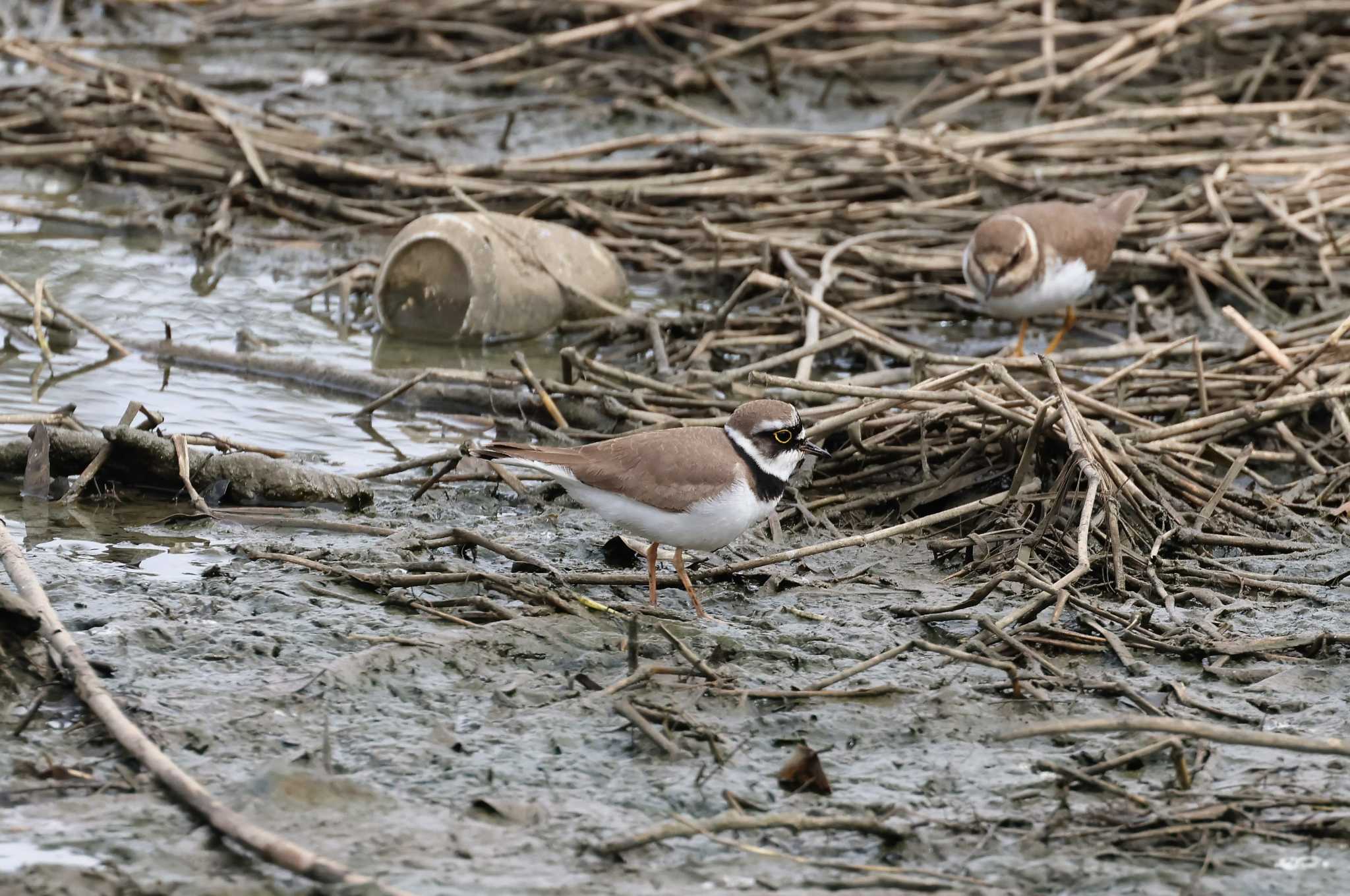 Little Ringed Plover