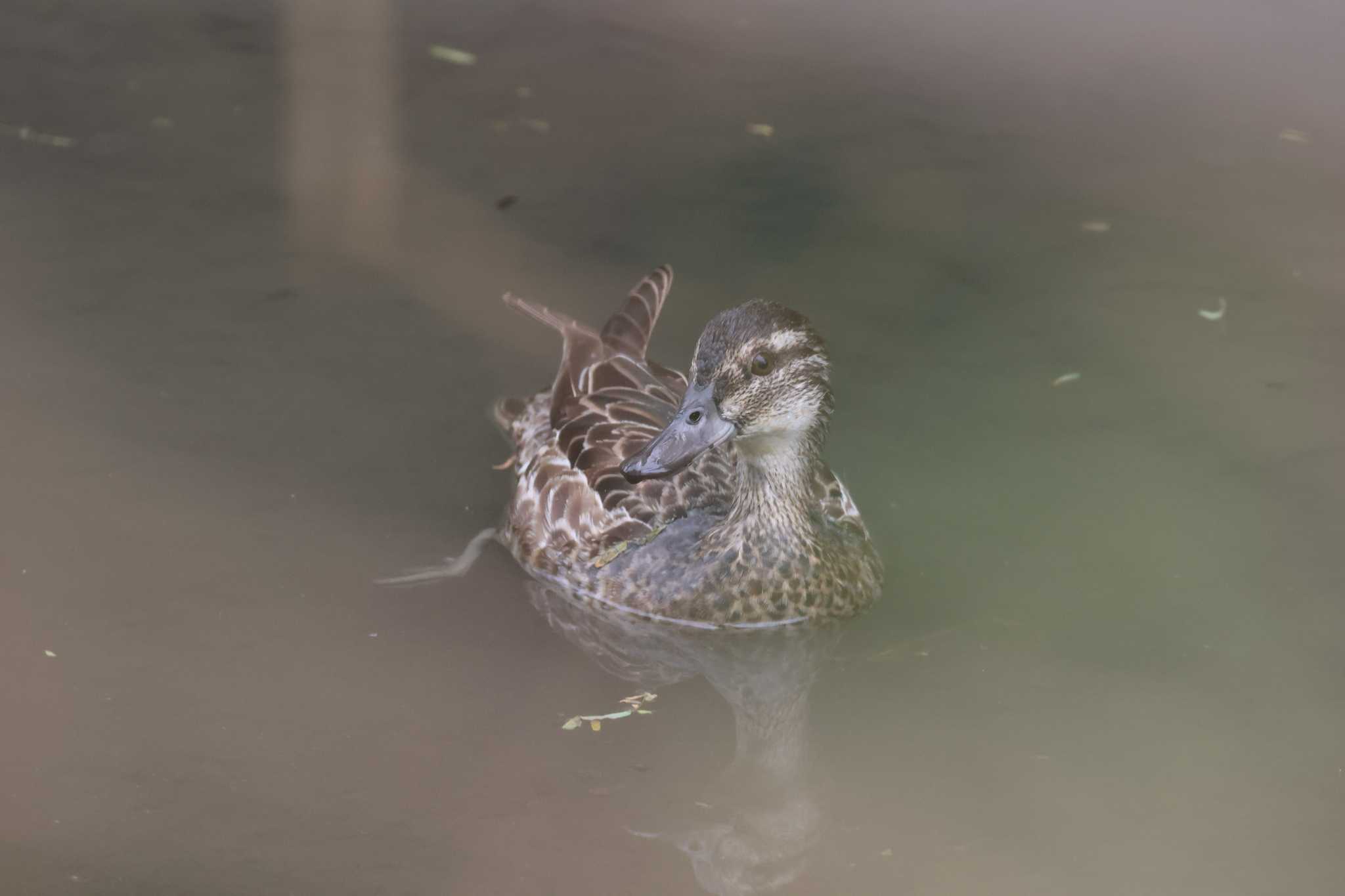 Garganey