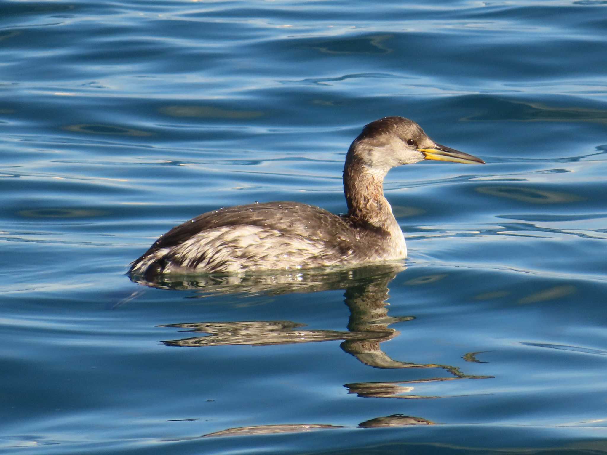 Red-necked Grebe