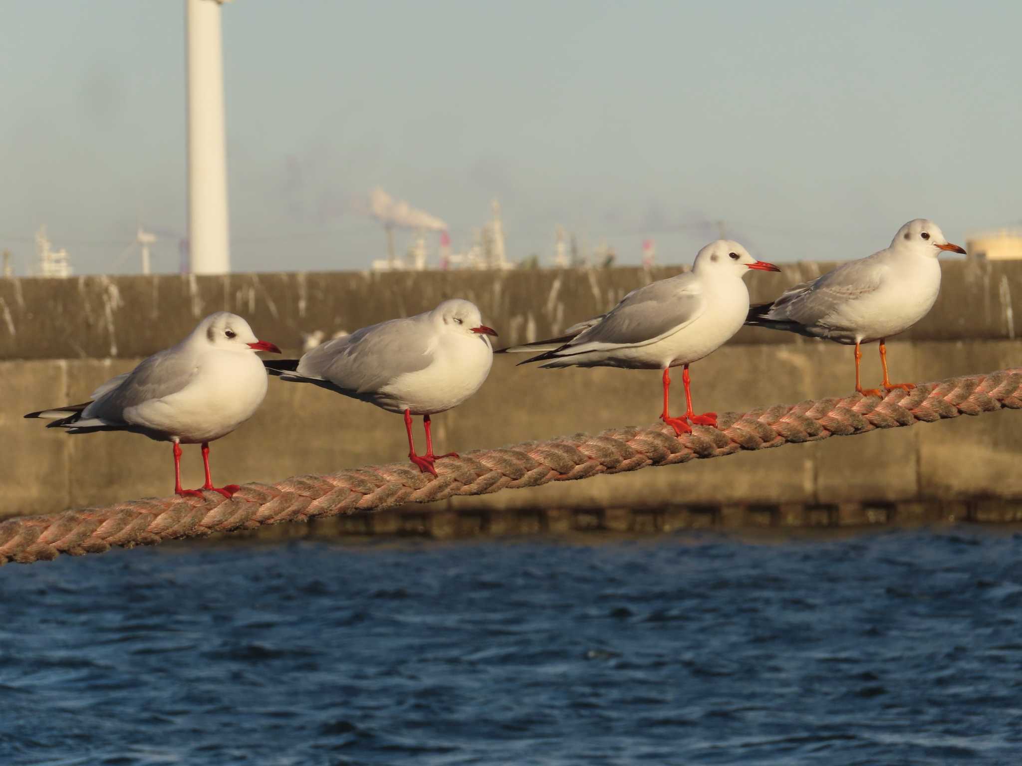 Black-headed Gull