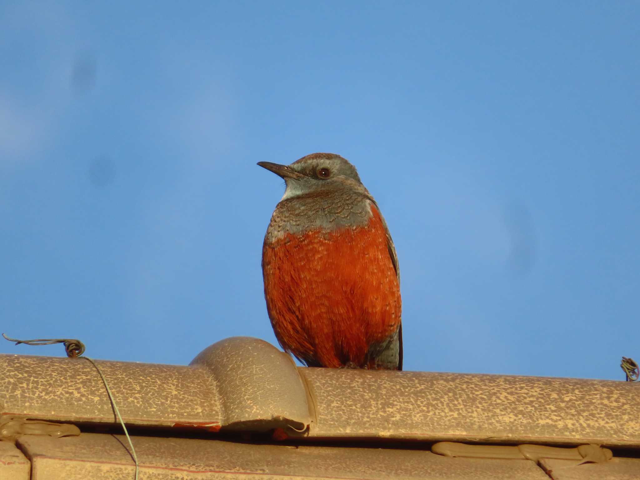 銚子漁港 イソヒヨドリの写真