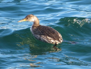 2023年2月5日(日) 銚子漁港の野鳥観察記録