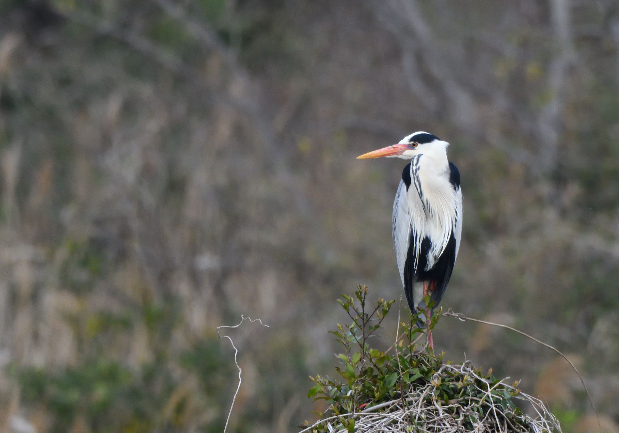 Photo of Grey Heron at Kasai Rinkai Park by しゃちく(週末のすがた)