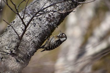 Japanese Pygmy Woodpecker 定光寺公園 Sun, 2/5/2023