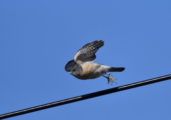 Japanese Sparrowhawk 東京都江東区 Sun, 4/8/2018