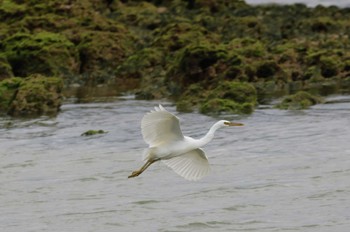 Pacific Reef Heron 宮古島市 Sat, 2/4/2023