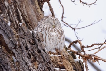 エゾフクロウ 旭山公園 2023年1月19日(木)