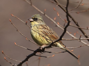 アオジ 砧公園 2023年1月31日(火)