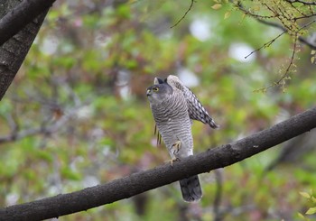 Japanese Sparrowhawk 東京都江東区 Sat, 4/7/2018