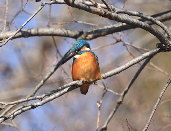 カワセミ 井の頭公園 2023年2月5日(日)