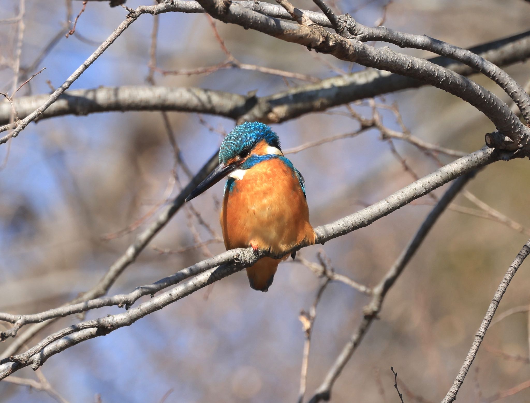 井の頭公園 カワセミの写真 by づかっち