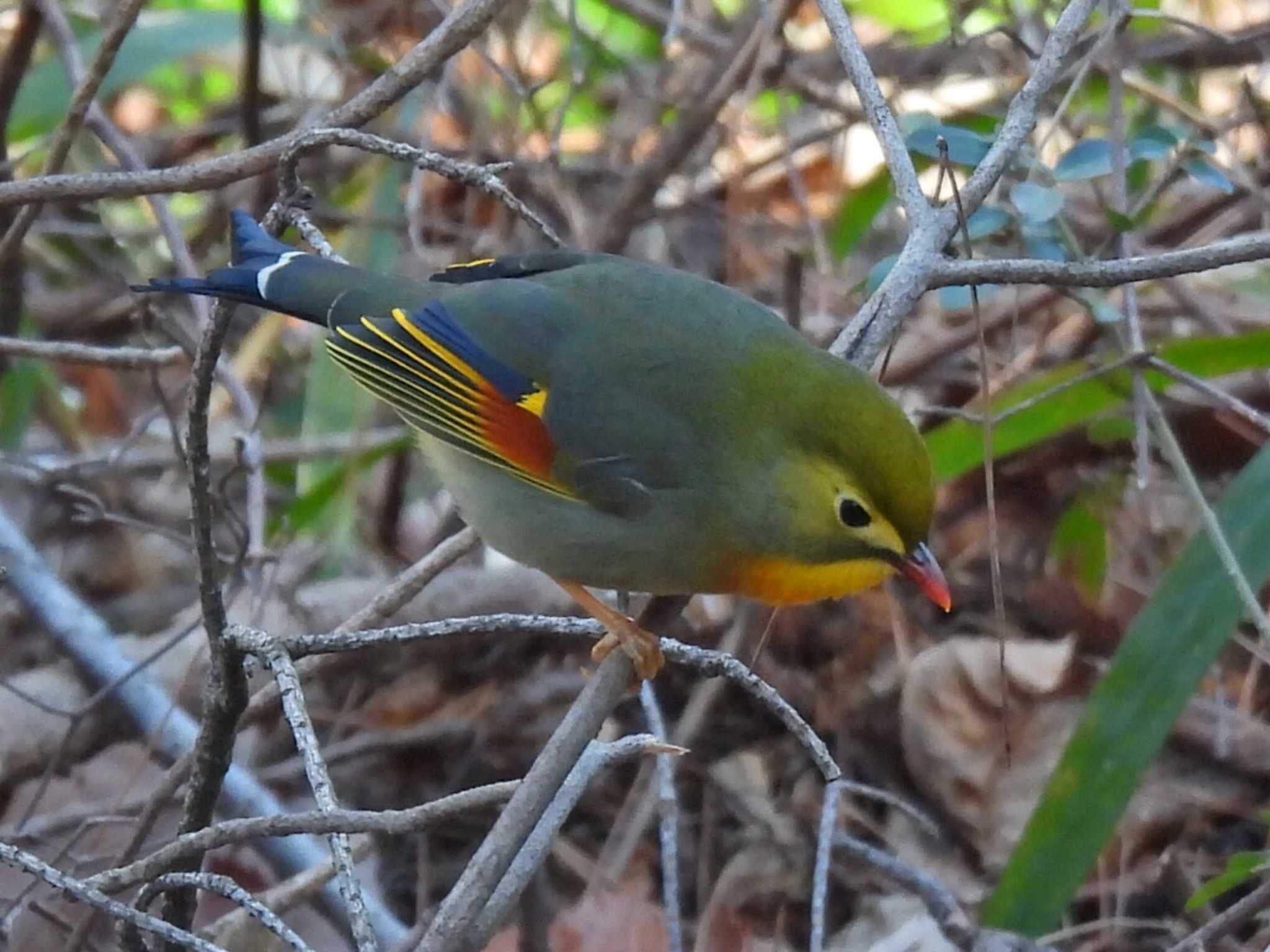 日本ラインうぬまの森 ソウシチョウの写真