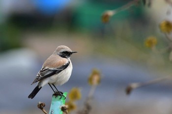 サバクヒタキ 場所が不明 2023年2月4日(土)