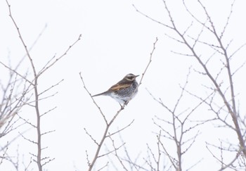 Dusky Thrush 札幌市 Sat, 2/4/2023