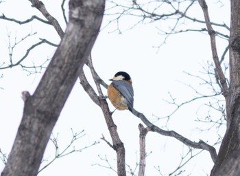 Varied Tit 札幌市 Sat, 2/4/2023