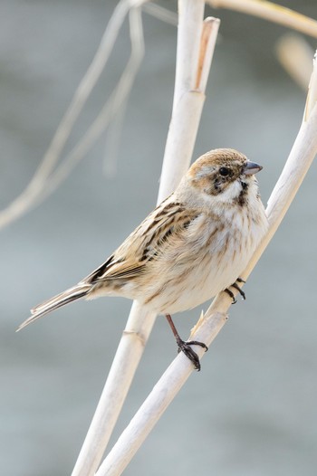 Common Reed Bunting 安曇野市 Unknown Date