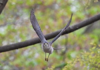 Japanese Sparrowhawk 東京都江東区 Sat, 4/7/2018