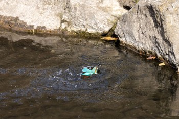 カワセミ 仙川 2023年1月25日(水)